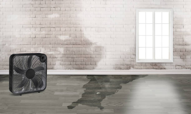 Best Carpet water damage restoration  in Polk City, FL